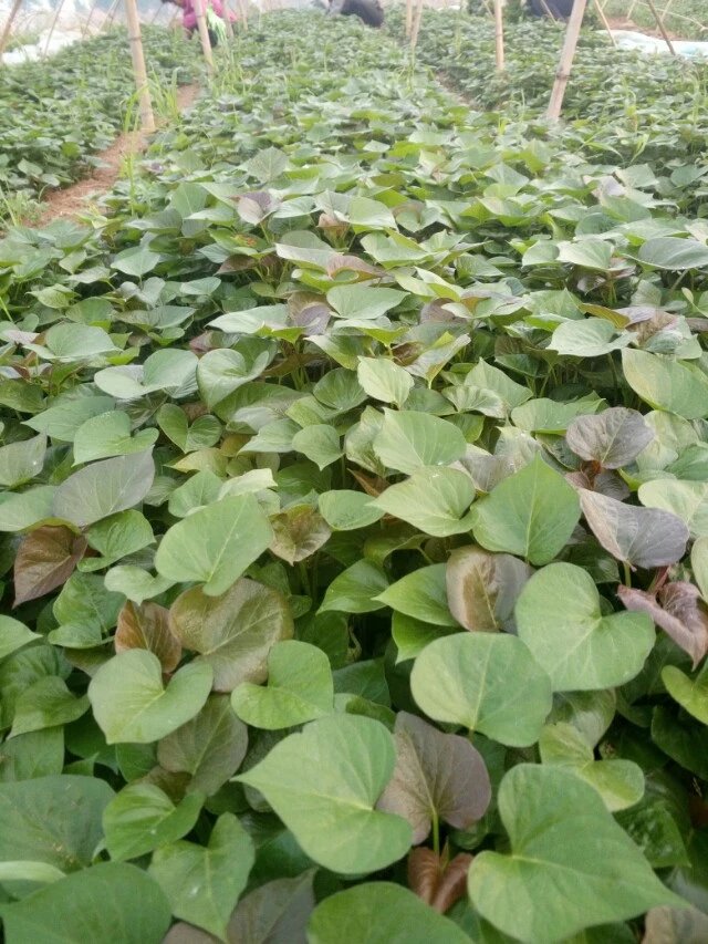 烤食型烟薯25原种红薯苗基地批发