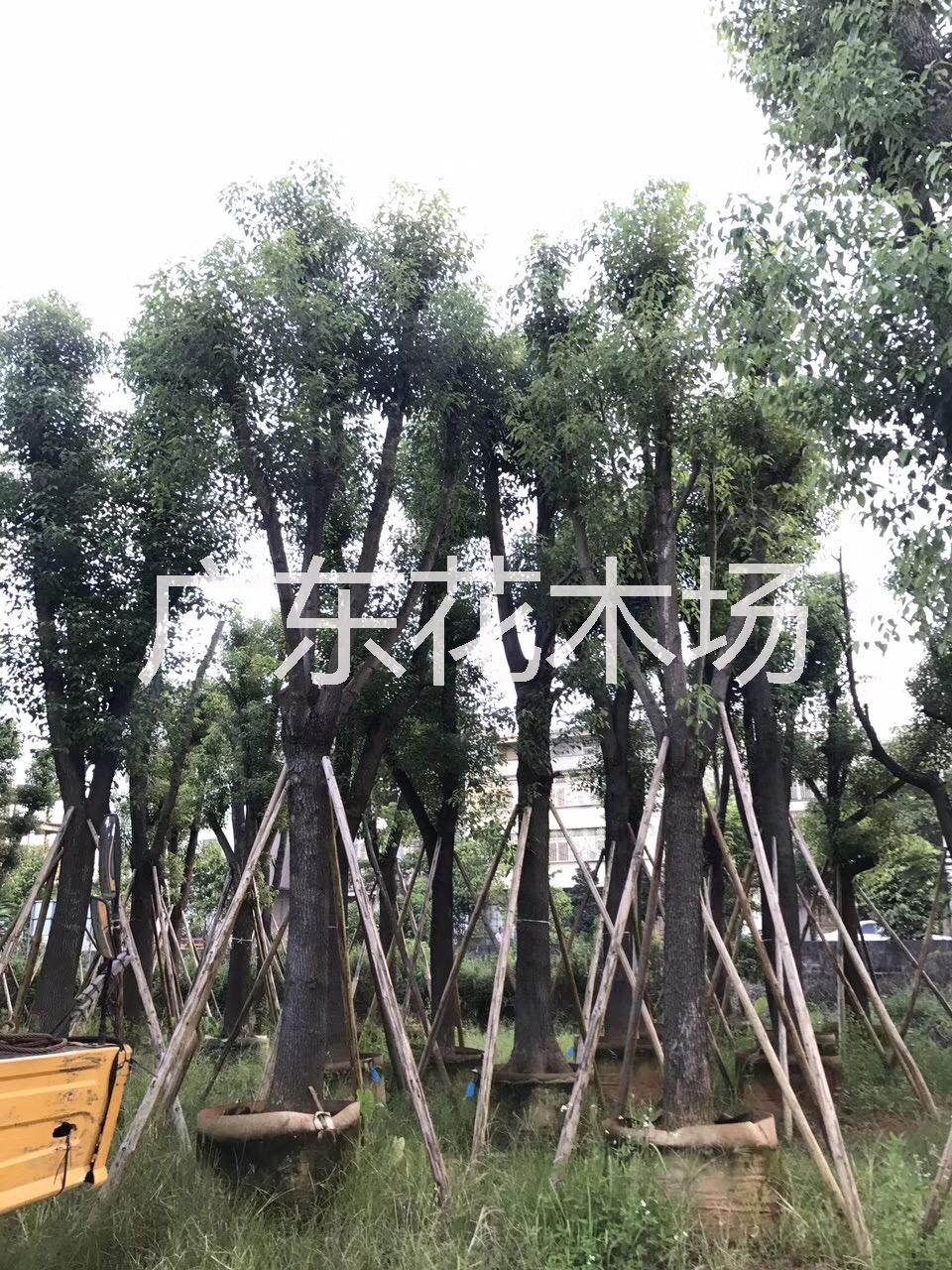 揭阳市广东香樟树厂家