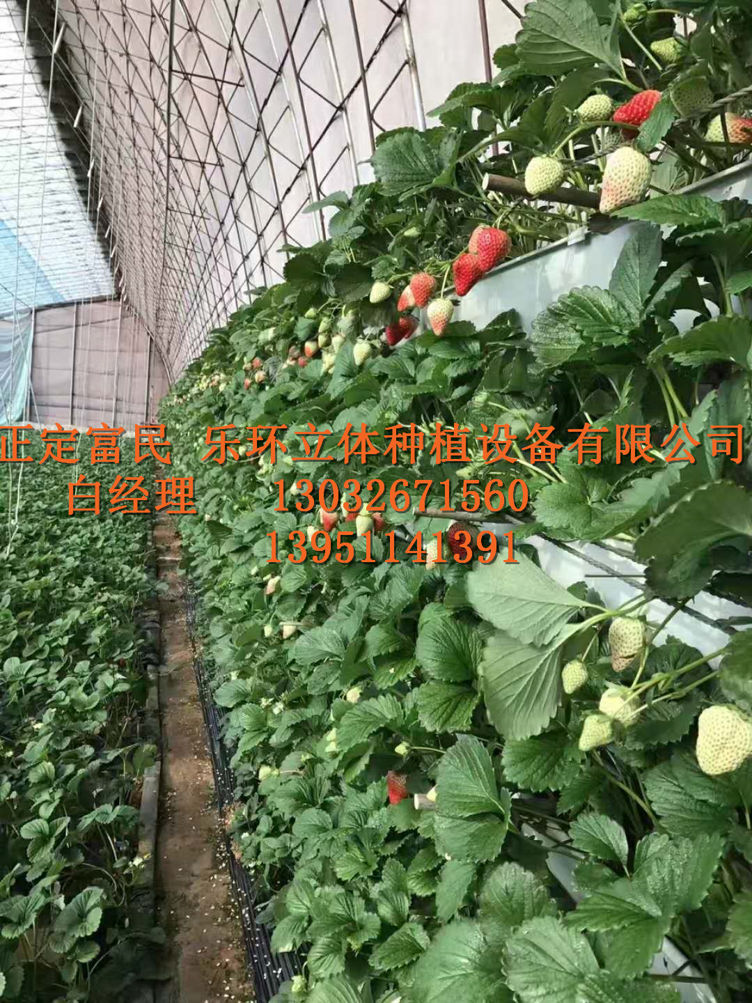 石家庄市草莓的立体种植技术，大棚草莓槽厂家