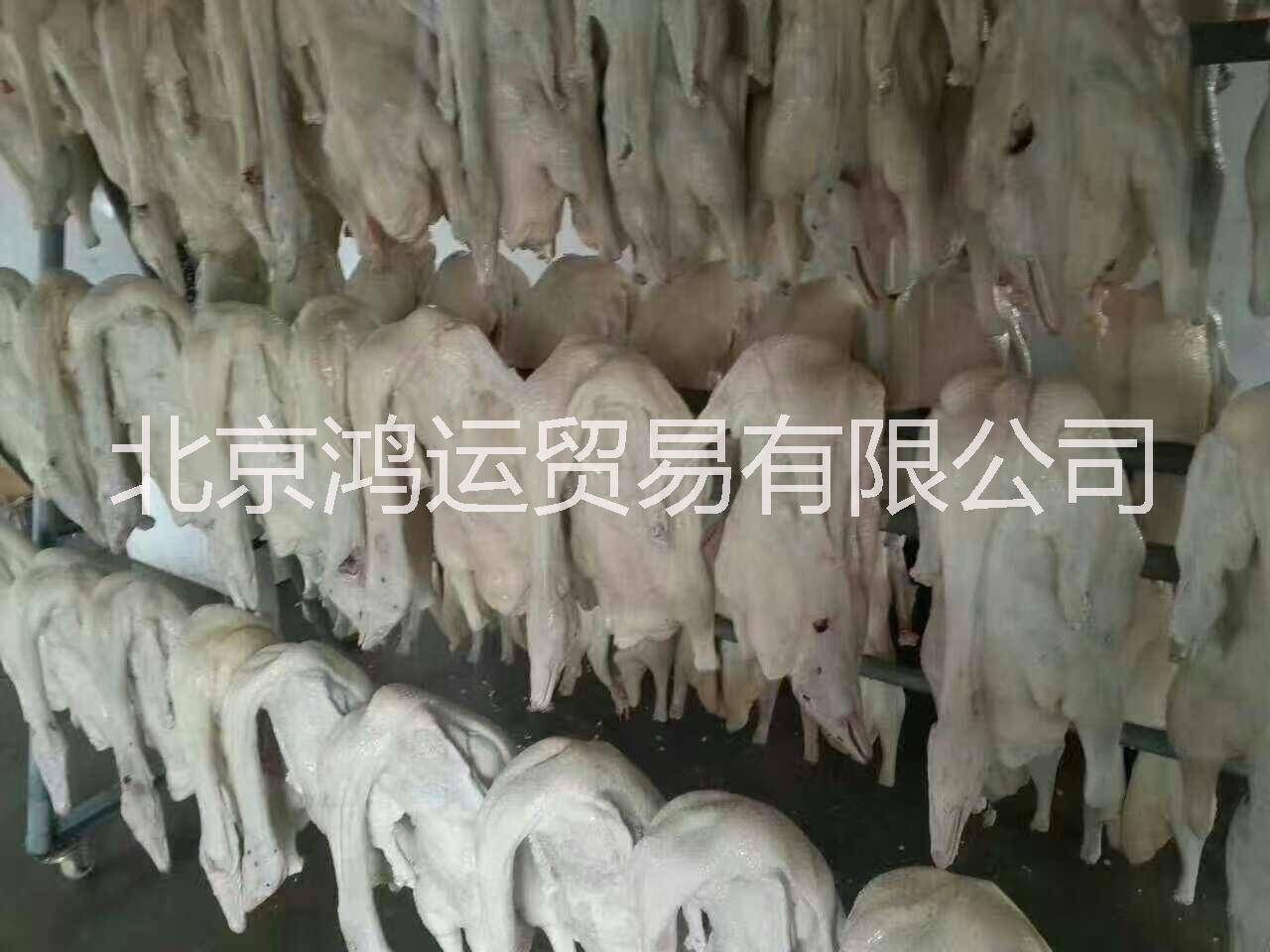 北京市冷冻白条鹅 冷冻鹅翅 鹅肠批发厂家