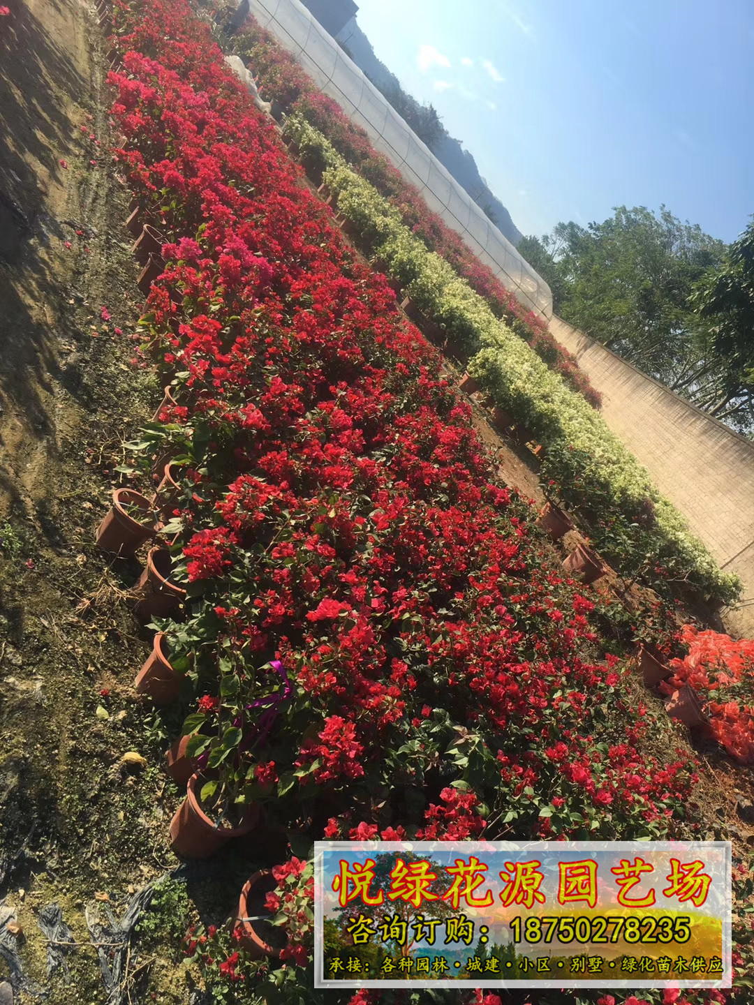 三角梅福建漳州基地种植供应三角梅 自产自销 品种多样 颜色可选图片