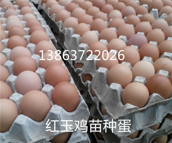 红玉鸡养殖技术，防疫程序