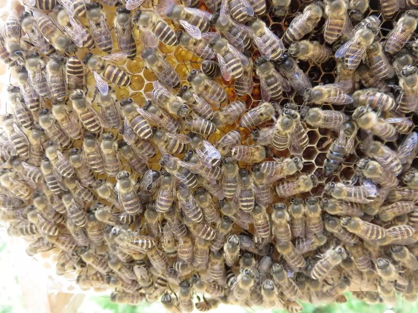 贵州蜜蜂养殖技术 凯里蜜蜂养殖技术 铜仁蜜蜂养殖技术基地  贵州蜜蜂养殖 贵州蜜蜂养殖基地 贵州蜜 贵州蜜蜂养殖技术支持图片