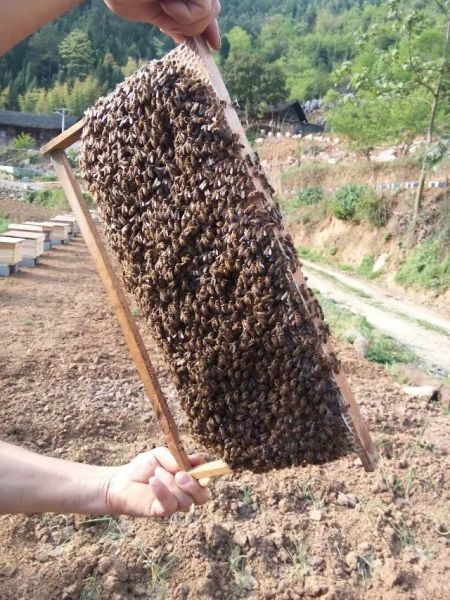 遵义市贵州蜜蜂养殖技术支持厂家贵州蜜蜂养殖技术 凯里蜜蜂养殖技术 铜仁蜜蜂养殖技术基地  贵州蜜蜂养殖 贵州蜜蜂养殖基地 贵州蜜 贵州蜜蜂养殖技术支持