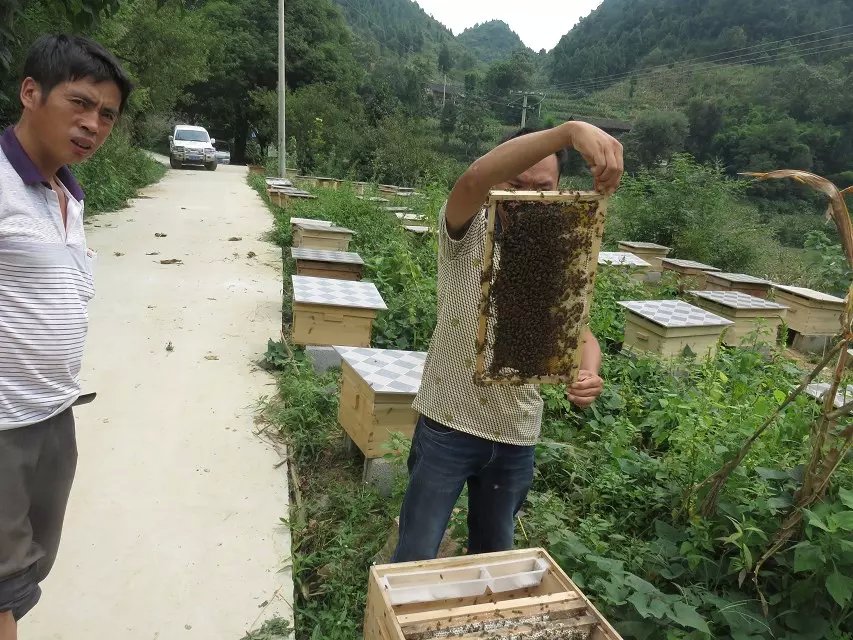 遵义蜜蜂养殖 遵义蜜蜂养殖技术 遵义蜜蜂养殖基地 遵义蜜蜂养殖厂图片