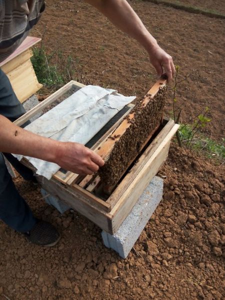 兴义蜜蜂养殖出售价格  铜仁蜜蜂养殖出售厂家  六盘水蜜蜂养殖出售报价  凯里蜜蜂养殖出售供应商