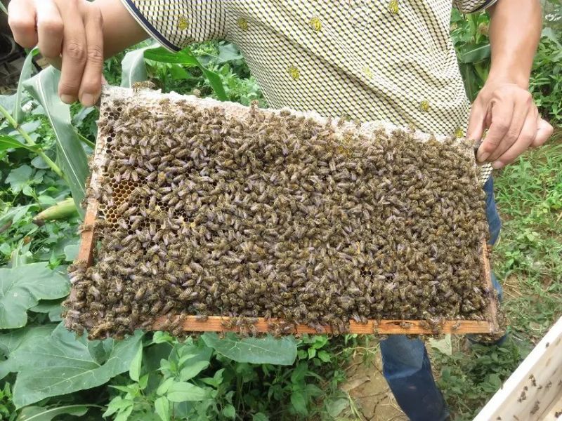 贵州中蜂 六盘水中蜂养殖出售技术 凯里中蜂养殖出售供应商 贵州中蜂养殖出售批发商 中蜂养殖出售