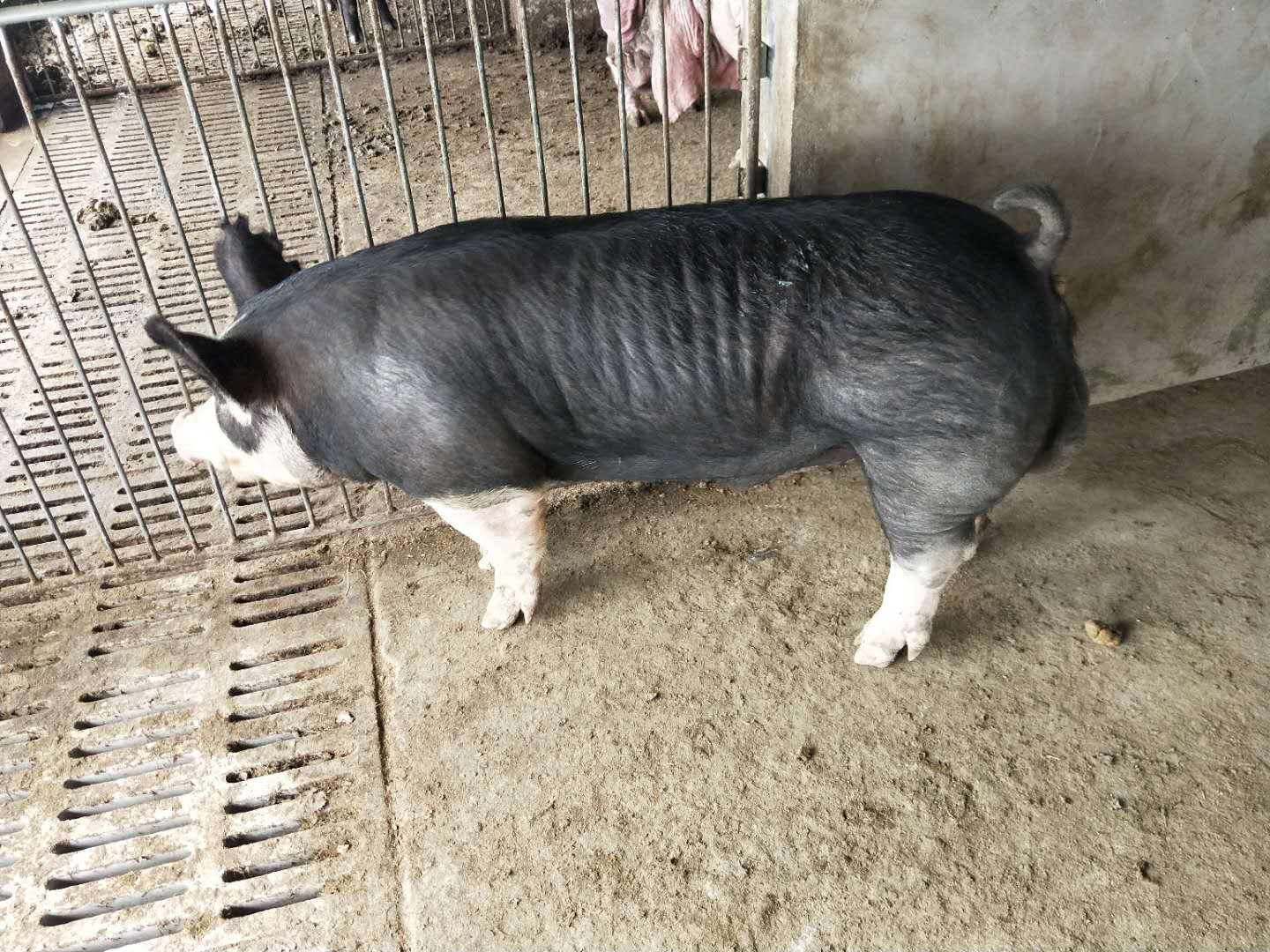 巴克夏种猪厂家 巴克夏猪苗批发 巴克夏猪今日价格