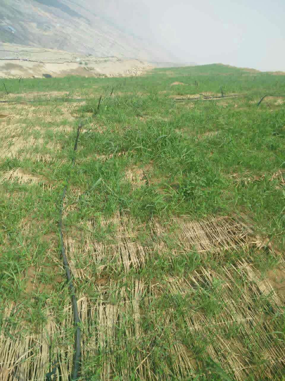 陕西边坡绿化队伍/喷播专用木纤维
