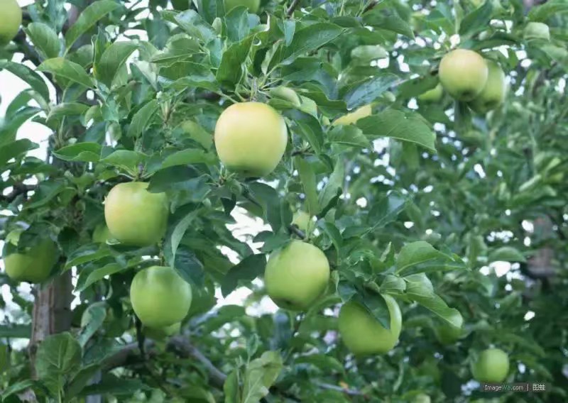 青苹果供应商，安徽青苹果，青苹果价格，青苹果哪里有卖，青苹果图片