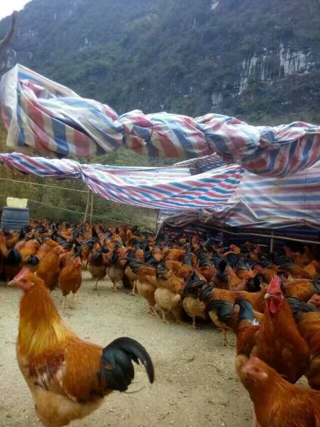 广西生态鸡养殖公司批发