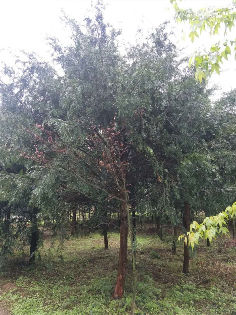 桂林市供应红豆杉厂家厂家 大量供应优质苗木 产地直销 批发供应红豆杉