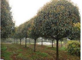 贵州八月桂花树 大量供应优质苗木 产地直销八月桂花树
