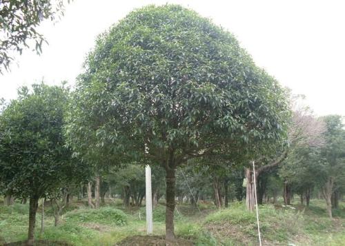贵州八月桂花树 大量供应优质苗木 产地直销八月桂花树 八月桂花树苗图片