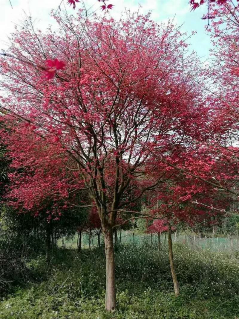 厂家批发大量供应优质红枫 苗木 大量供应优质红枫图片