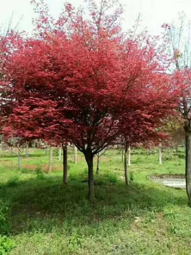 厂家 大量供应红枫 胸径3.5.10.15公分广西桂林 基地风景树图片
