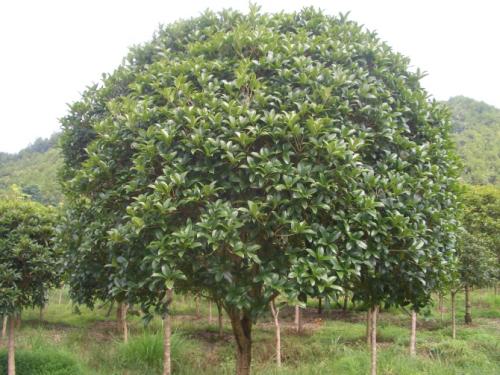 贵州八月桂花树 大量供应优质苗木  广西桂花树苗图片