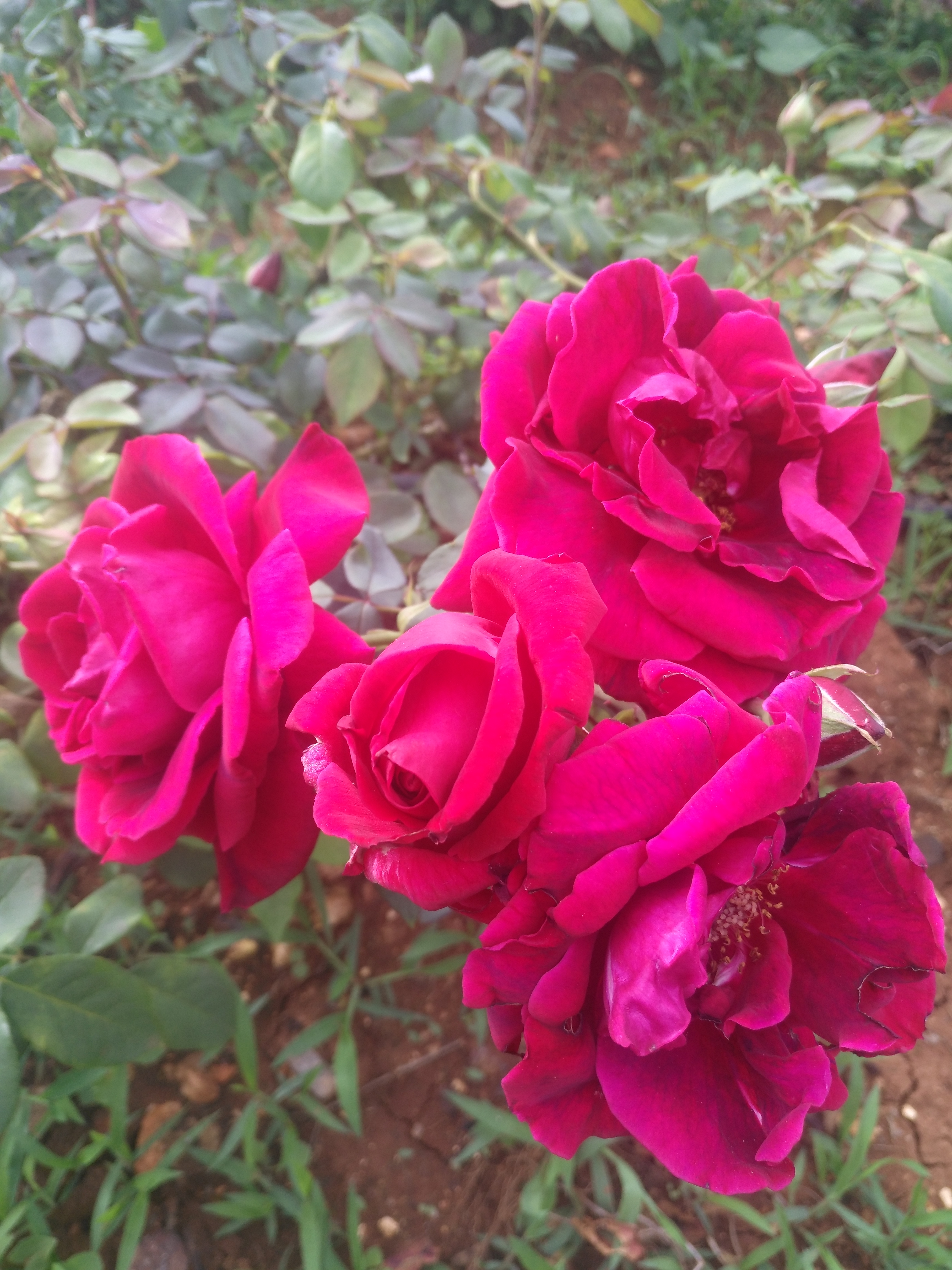 月季苗，大花香水月季，食用玫瑰
