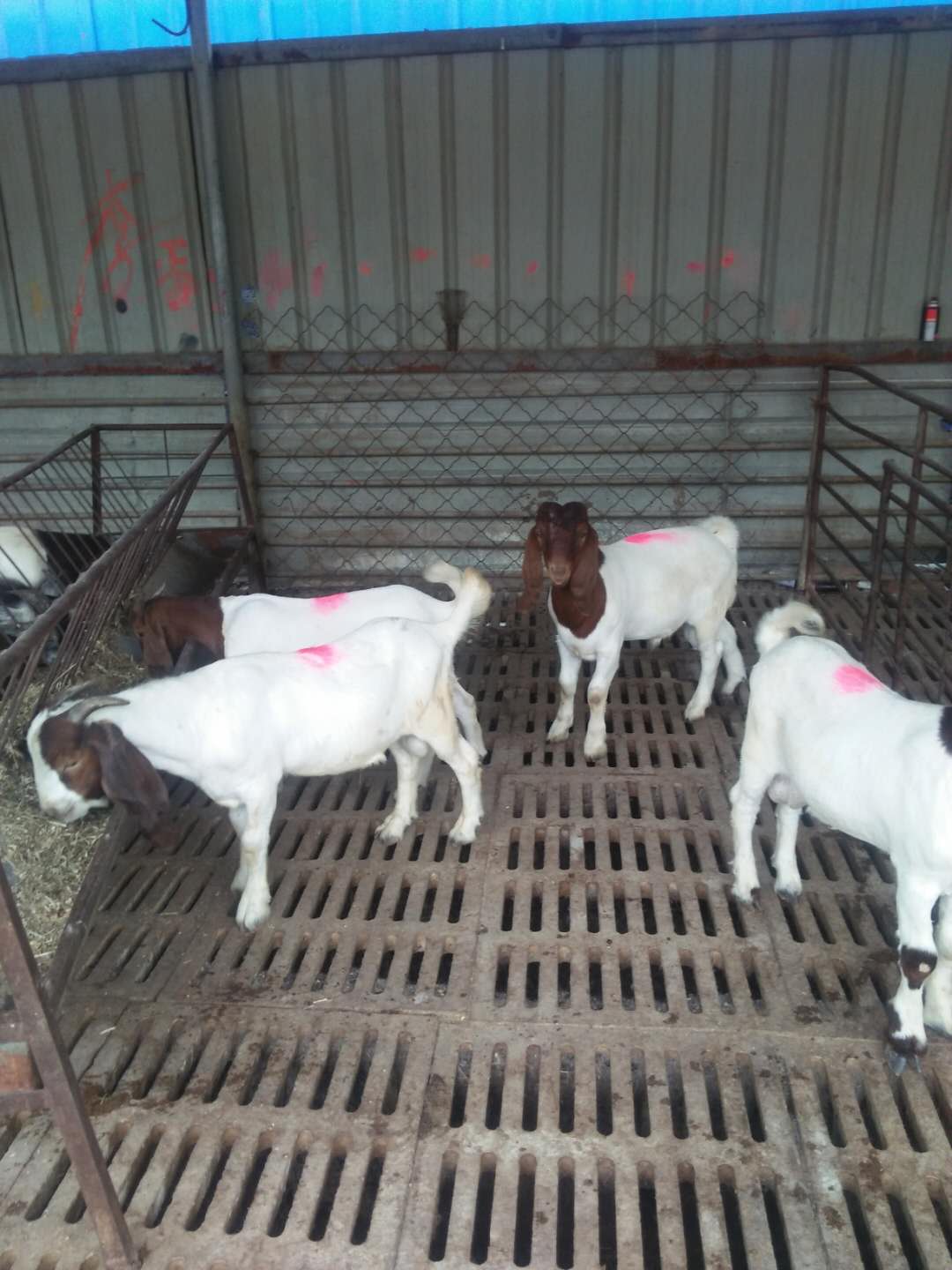 专业养殖波尔山羊 供应波尔山羊 波尔山羊价格 波尔山羊养殖 波尔山羊直供