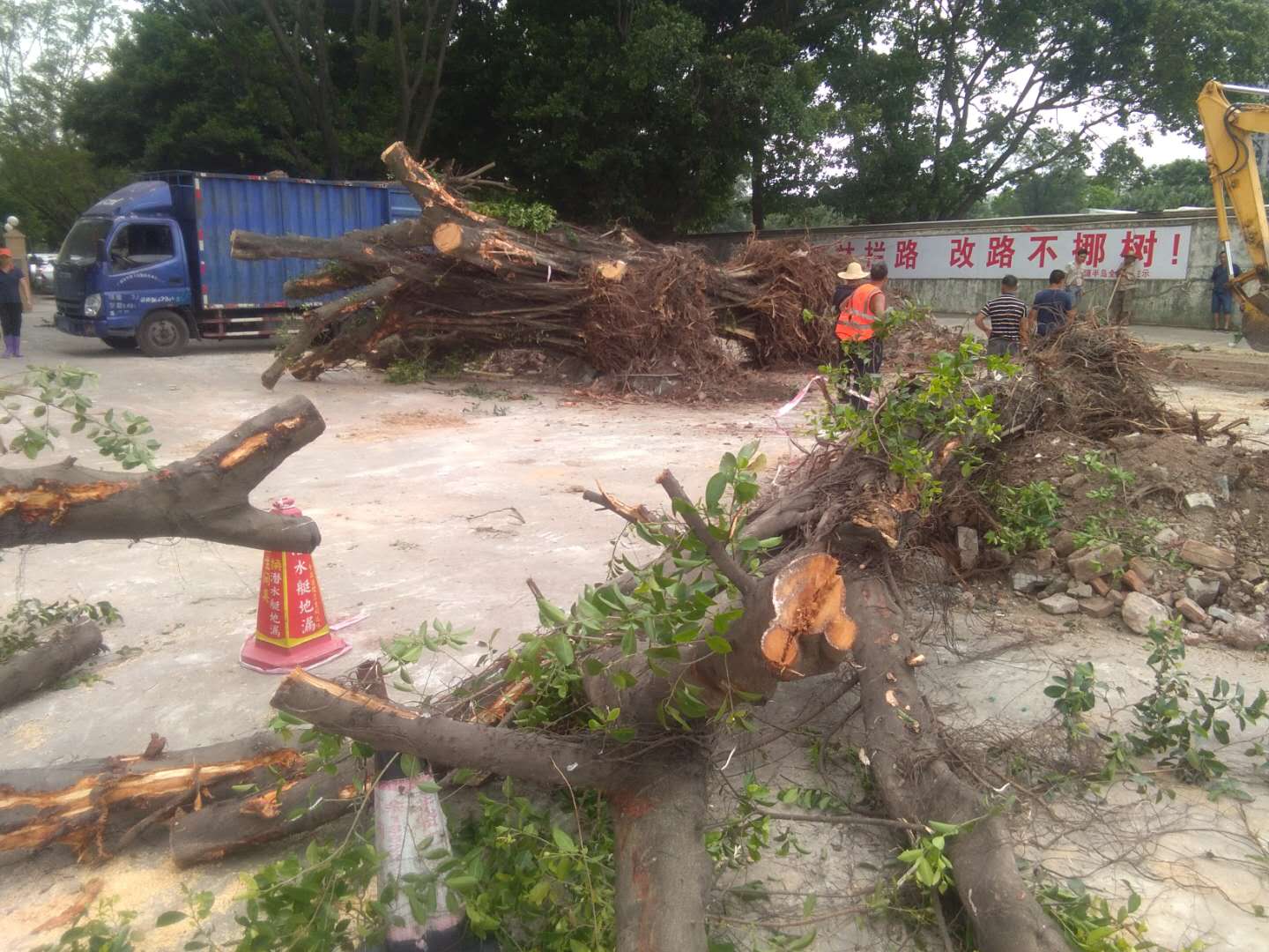广州天河树木移植 专业街道绿化移栽工程 园林树木移栽工程公司电话图片