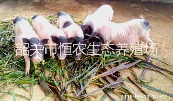 韶关市供应巴马香猪苗香猪肉猪养殖厂家