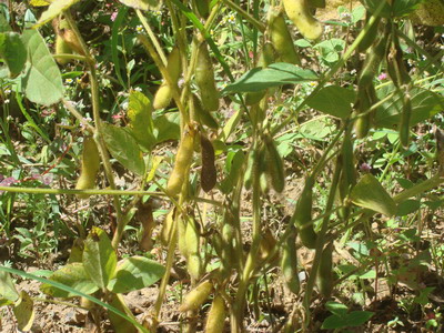大豆种植技术高产复合肽有机蛋白肥瀚森碧格
