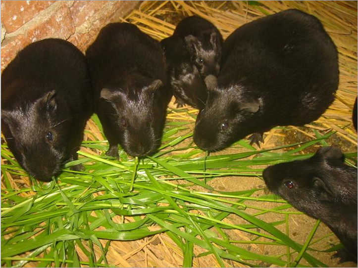 江西黑豚鼠合作社 江西荷兰鼠养殖 江西黑豚鼠活体种苗 江西黑豚养殖场图片