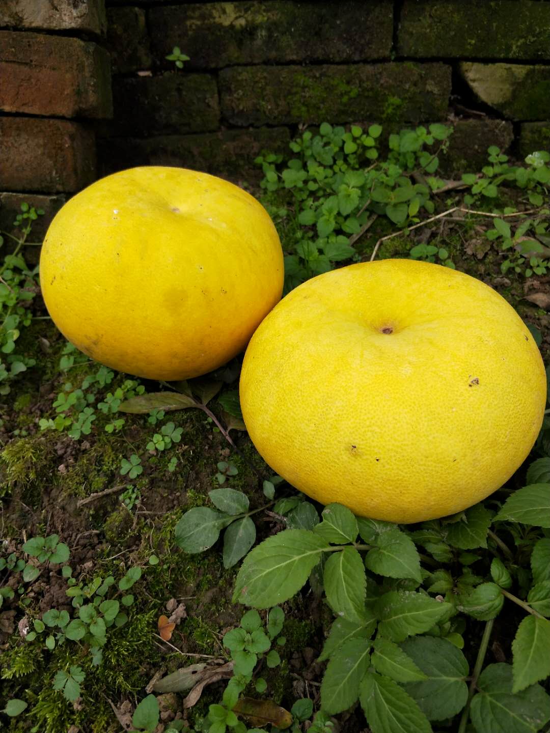 重庆特产梁平柚，龙潭柚梁平柚的特点 梁平柚的功效和营养价值