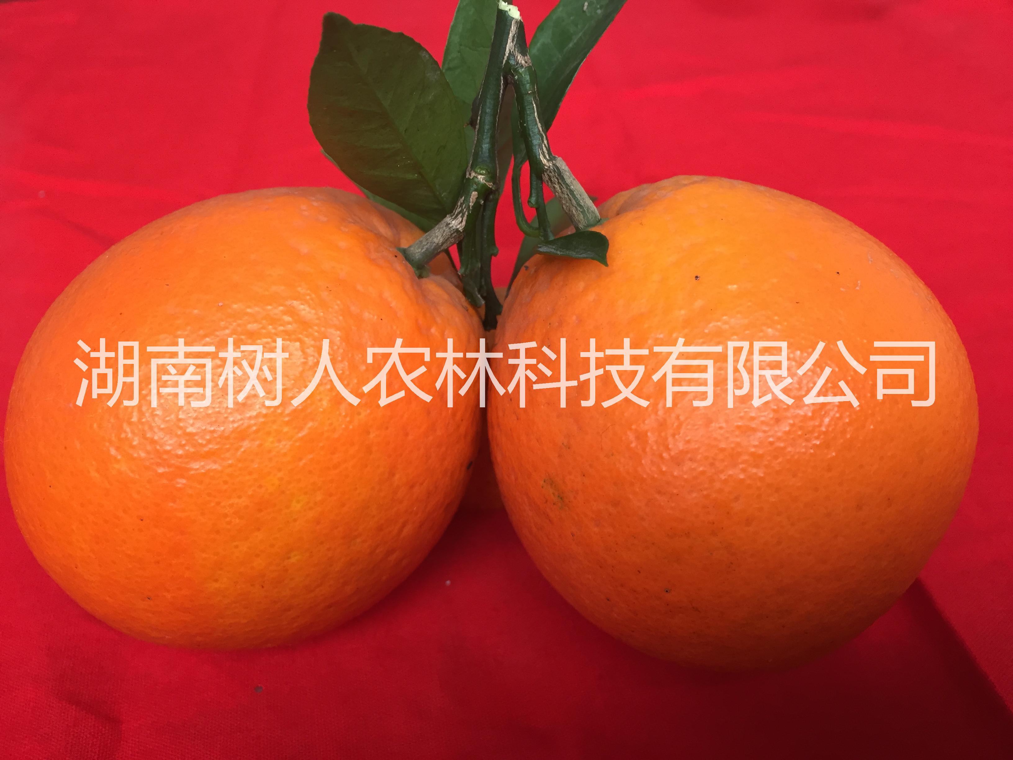 长虹脐橙树人公司供应各类品种脐橙苗柑桔苗技术指导图片