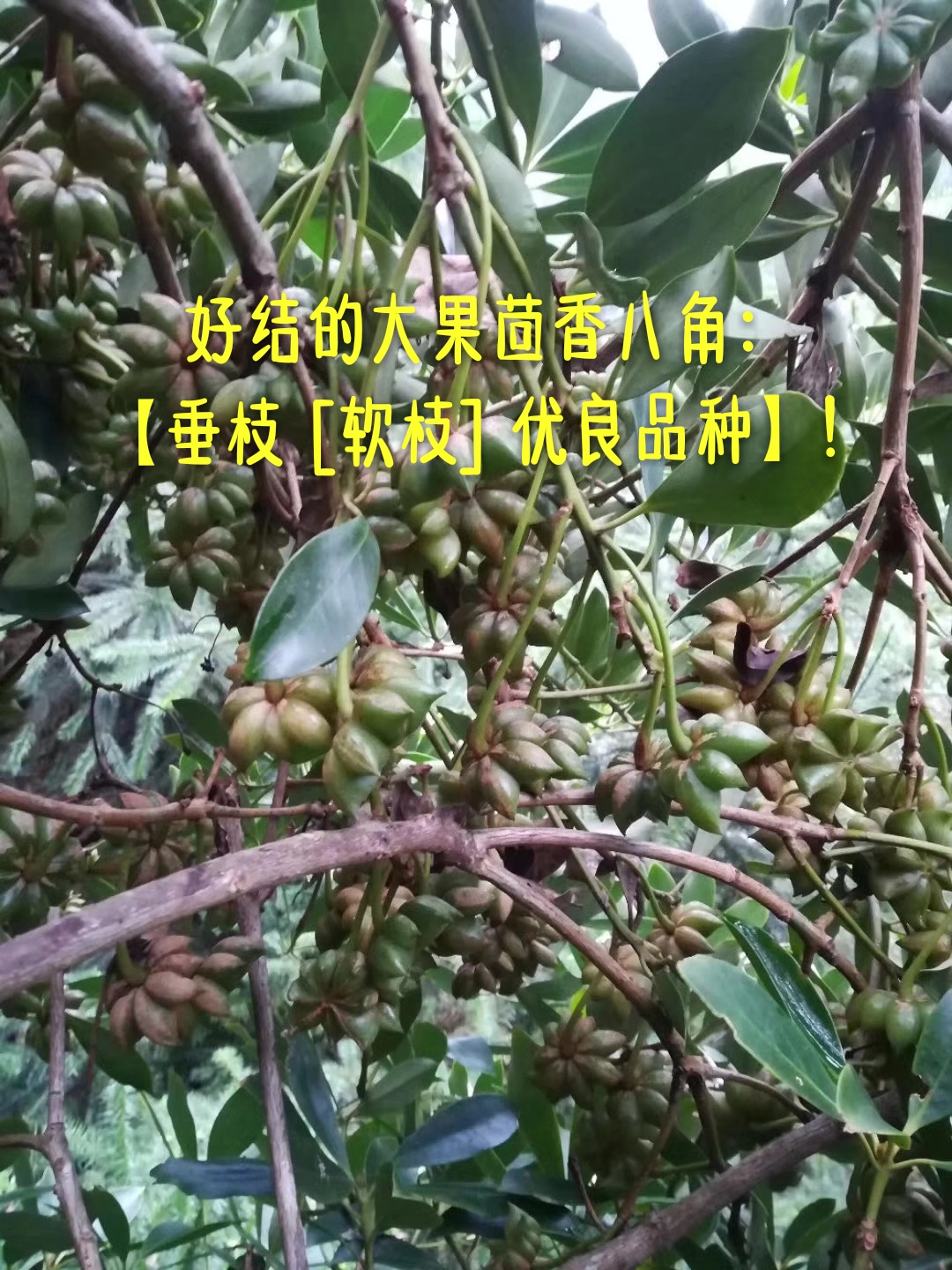 柳州市茴香八角厂家