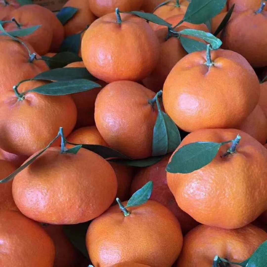 橘子苗 日本培育红美人柑橘苗图片