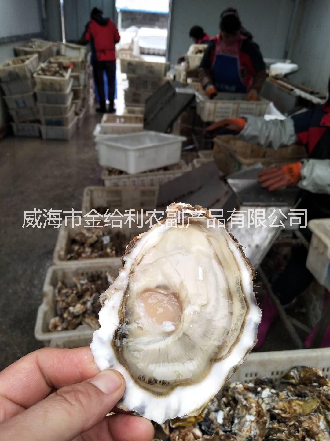 黑龙江生蚝批发价格 鲜活牡蛎货源