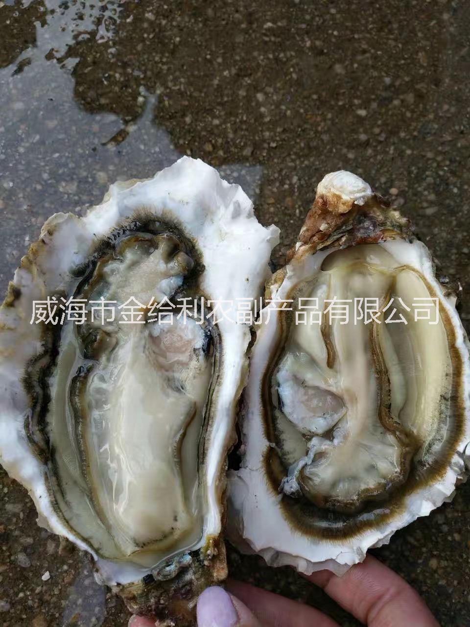 供应乳山牡蛎在哪里批发 北京生蚝产地供应