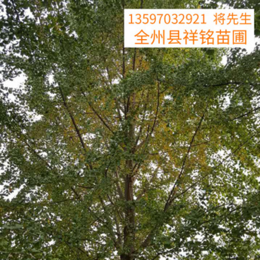 30公分园林景观树木-银杏树树苗-厂家种植现货批发  重庆银杏树批发基地图片