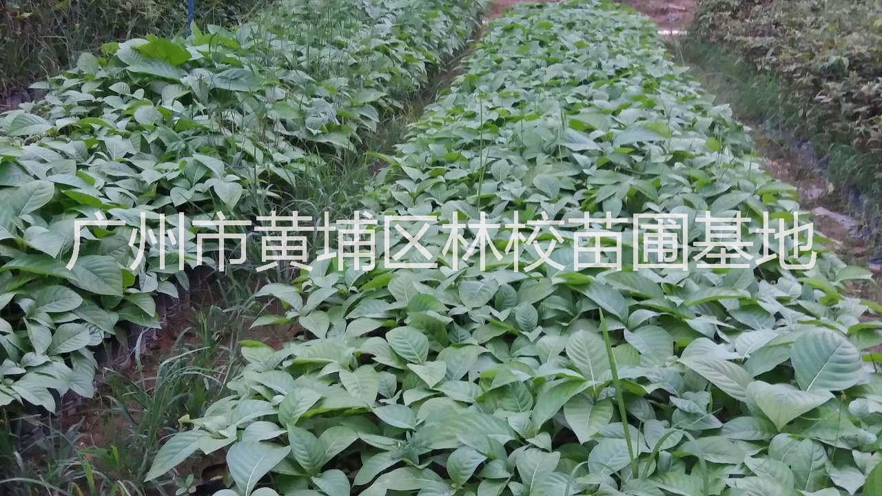广州市楠白木厂家楠白木 楠白木厂家批发 广东楠白木大量供应 楠白木种子