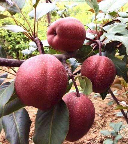 澳红一号红梨，红梨品种，梨树苗新品种，优质红梨，梨树苗批发，梨树苗价格