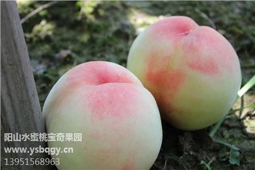 水蜜桃品种有哪些 宝奇供  阳山水蜜桃怎么辨别真假