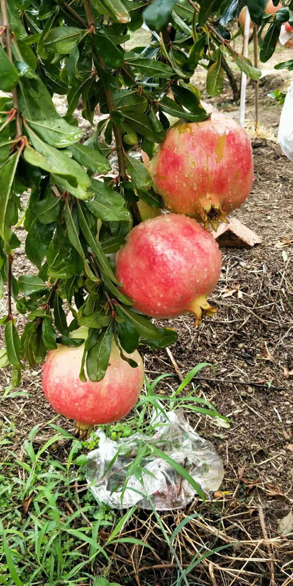 软籽石榴，河阴软籽石榴，郑州软籽石榴，荥阳河阴软籽石榴，河阴突尼斯软籽石榴，软籽石榴价格，软籽石榴厂家，郑州软籽石榴