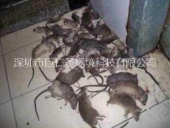 深圳市巨仁圣环境科技灭鼠治鼠防鼠24小时快速上门灭鼠服务
