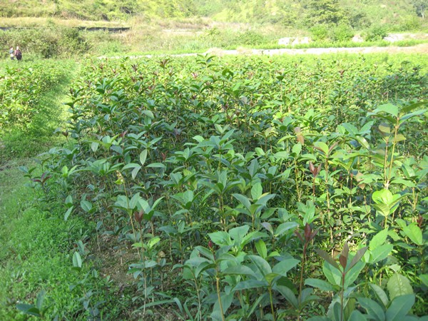 恩施土家族苗族自治州湖北桂花树苗厂家