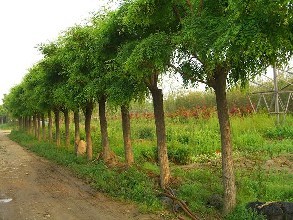 国槐苗种植基地 东营国槐苗报价 莱芜国槐苗供应图片