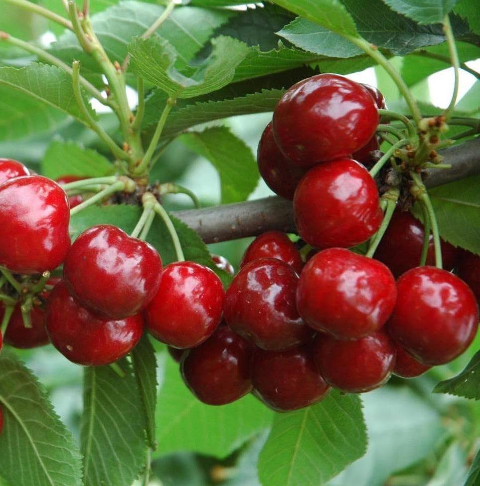 红灯樱桃，好吃的红灯樱桃，优质樱桃，樱桃树苗批发，樱桃新品种