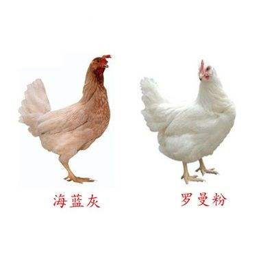 阳光禽业海兰褐蛋鸡苗优质青年鸡