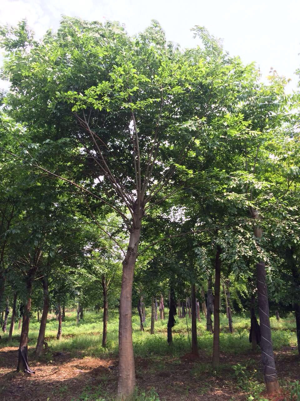西安市朴树厂家朴树种植基地朴树种植基地  朴树 朴树批发 朴树大量出售 西安朴树