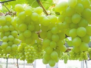 夏至红早熟葡萄新品种夏至红早熟葡萄新品种，早熟葡萄新品种，优质早熟葡萄，早熟葡萄树苗，早熟葡萄树苗批发