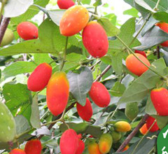 供应养生营养水果红参果种植基地