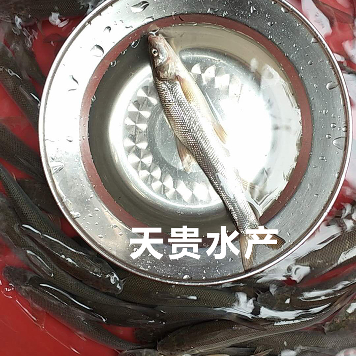 四川银鳕鱼营养价值批发