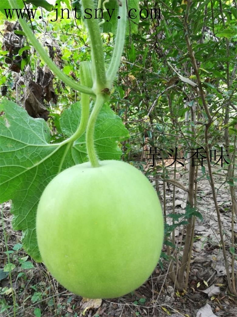 香芋冬瓜种子销售