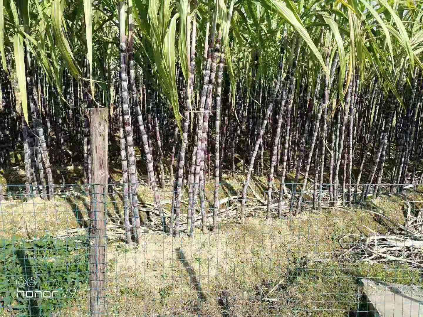 甘蔗种植基地，江西江西甘蔗种植基地，甘蔗报价