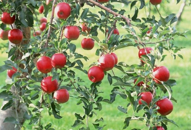 日本极早熟全红苹果树苗，早熟苹果树苗，优质早熟苹果，早熟苹果新品种，苹果树苗批发图片